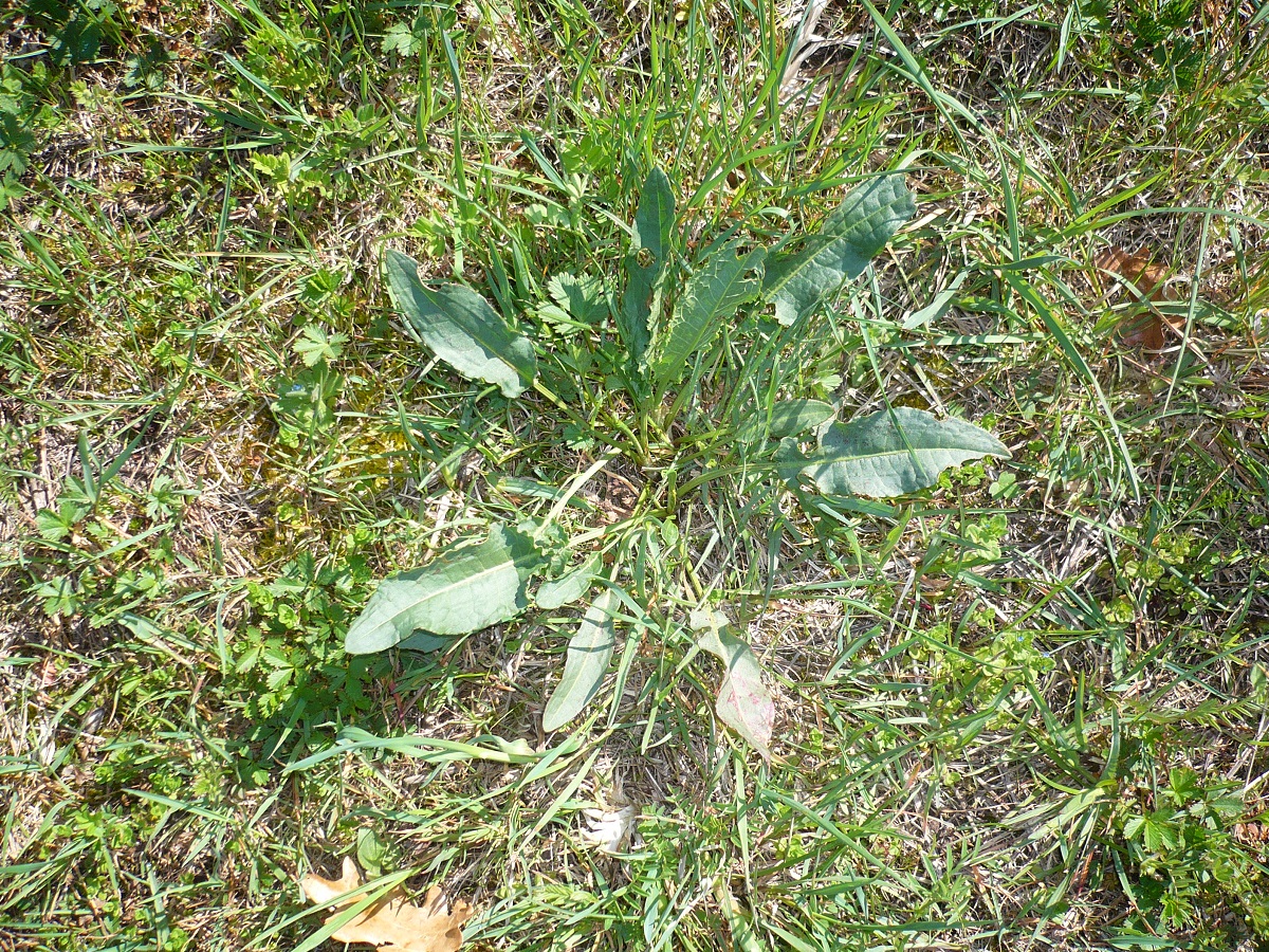 Rumex crispus var. crispus (Polygonaceae)